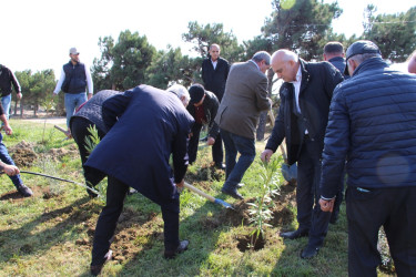 "Yaşıl dünya naminə həmrəylik ili" çərçivəsində Səbaildə növbəti ağacəkmə aksiyası